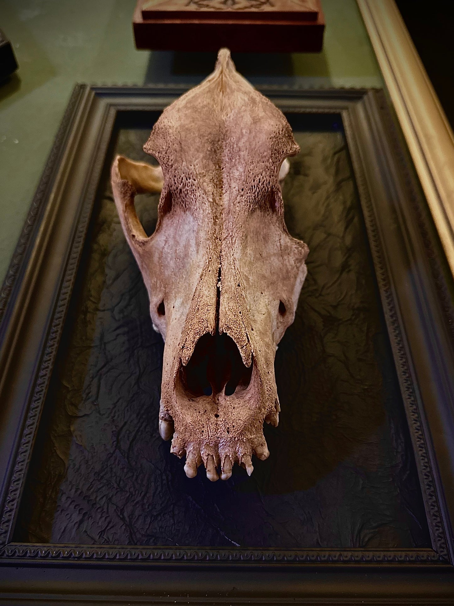 STRAY DOG - Cornice nera con cranio canino autentico