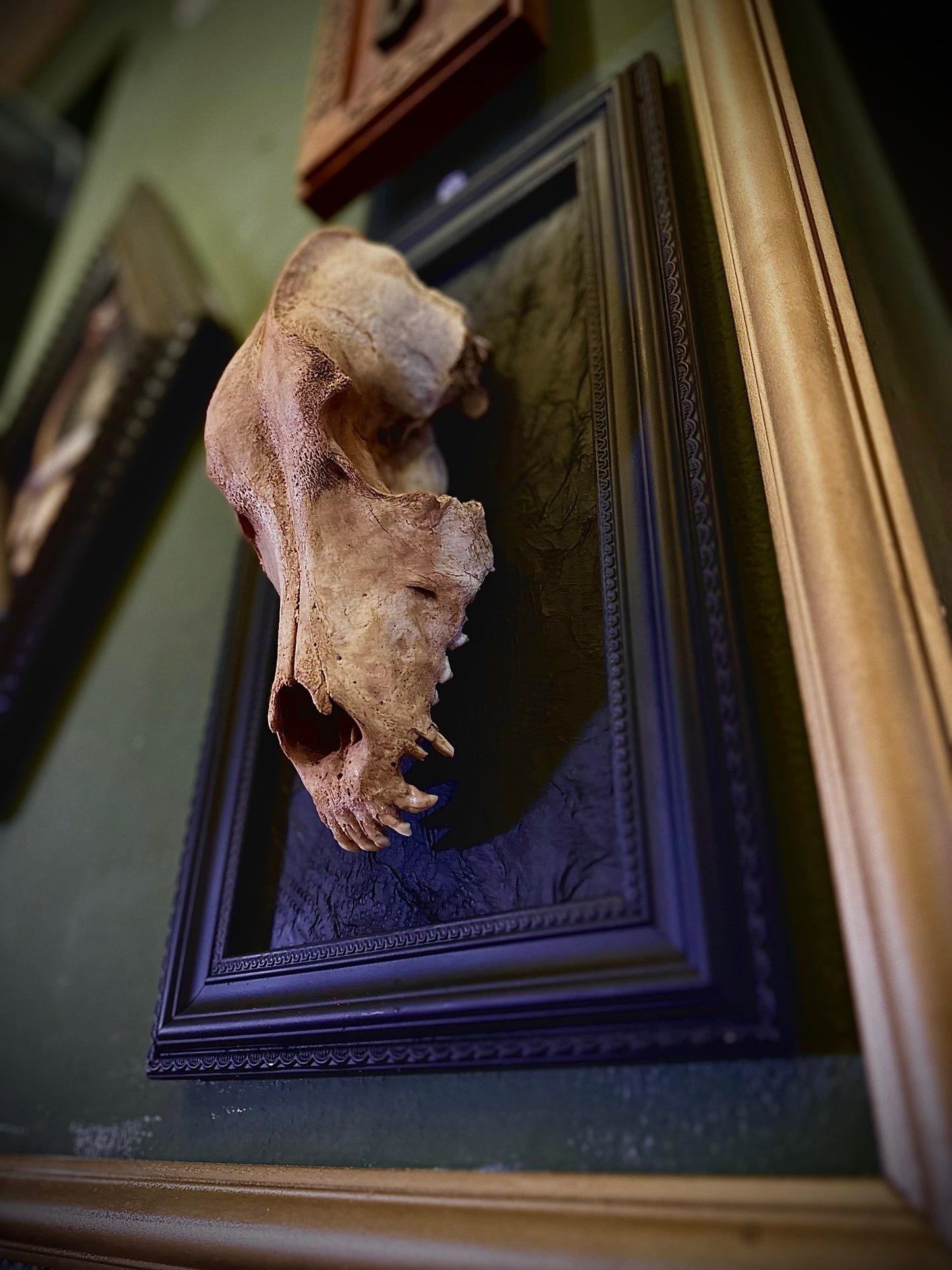 STRAY DOG - Cornice nera con cranio canino autentico