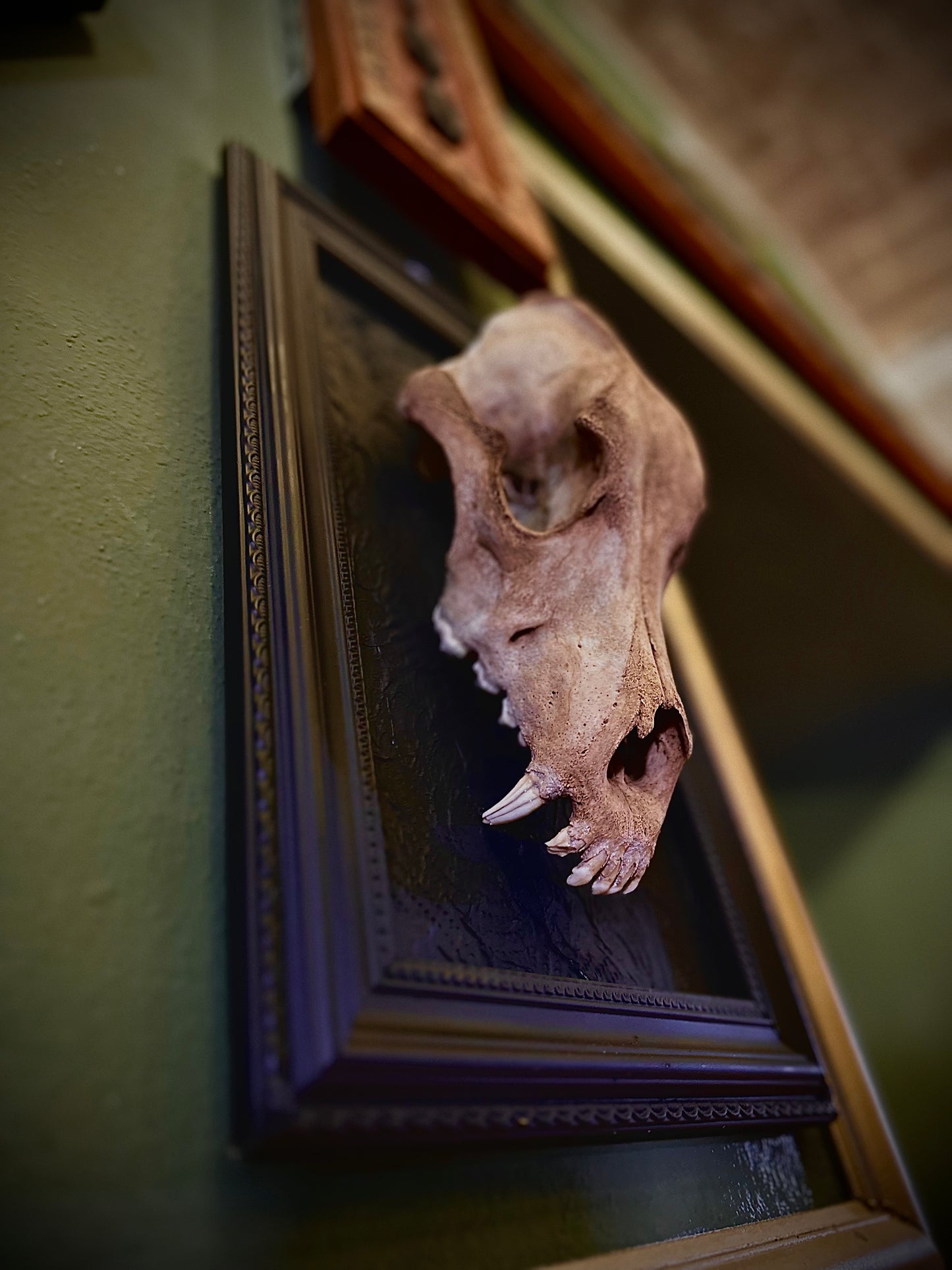 STRAY DOG - Cornice nera con cranio canino autentico