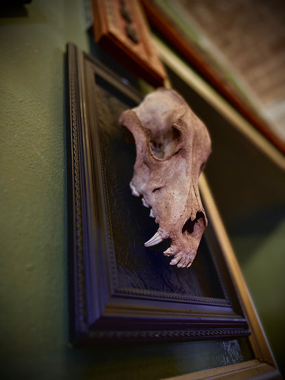 STRAY DOG - Cornice nera con cranio canino autentico