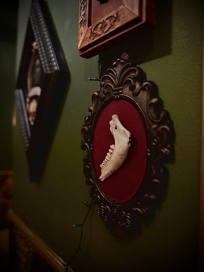 SHEEP JAW - Cornice in legno con mandibola di pecora