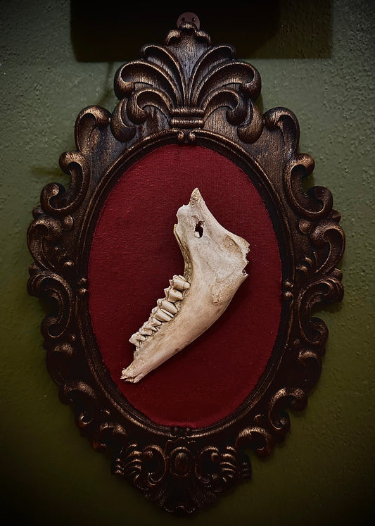 SHEEP JAW - Cornice in legno con mandibola di pecora