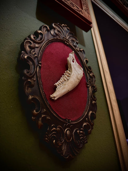 SHEEP JAW - Cornice in legno con mandibola di pecora