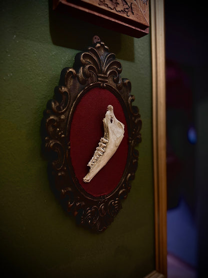 SHEEP JAW - Cornice in legno con mandibola di pecora