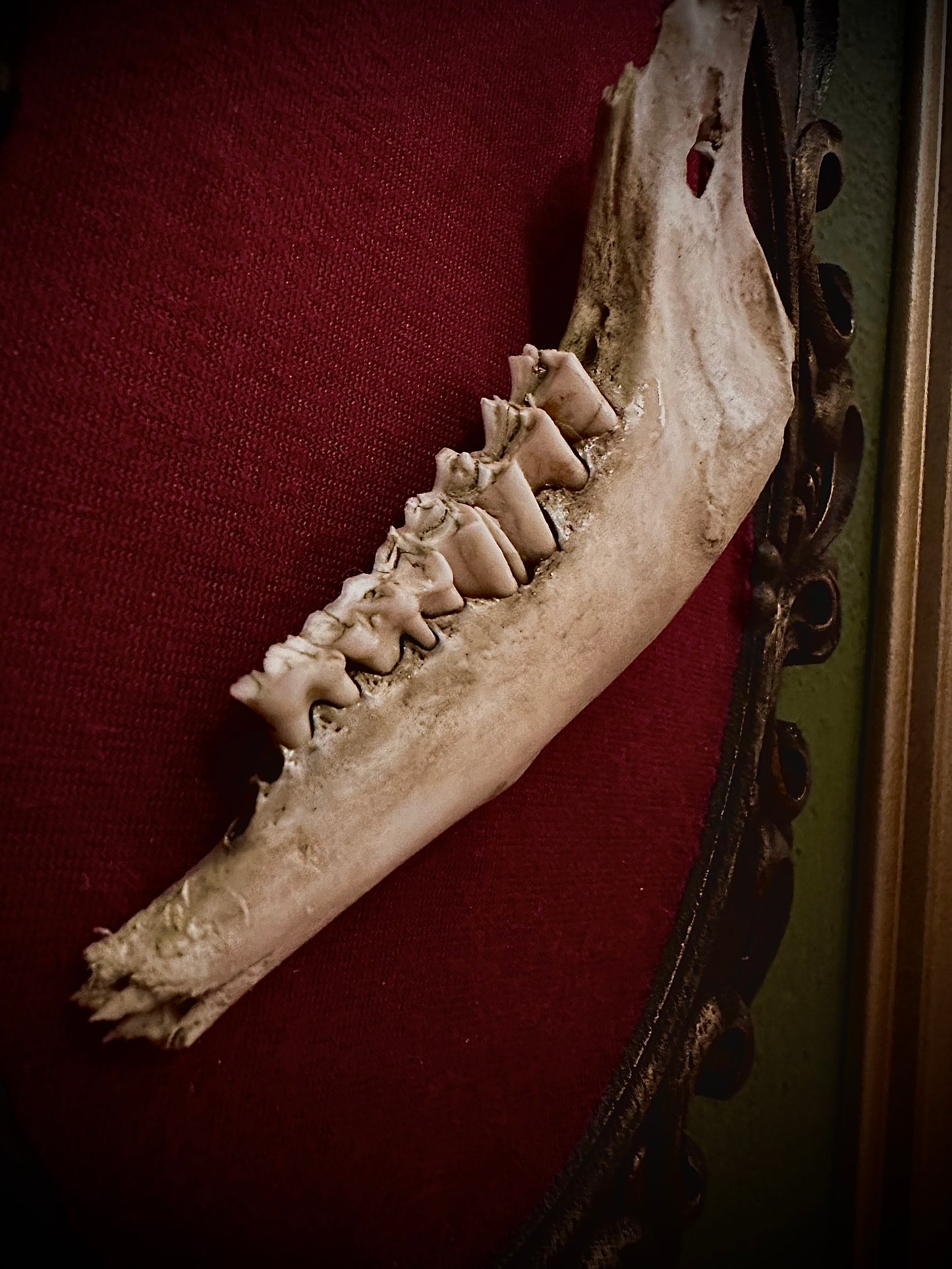 SHEEP JAW - Cornice in legno con mandibola di pecora
